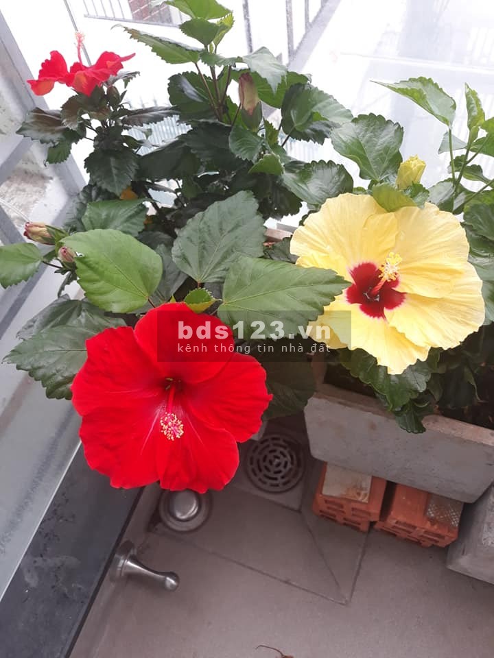 (Bình Thạnh)bán gấp nhà đẹp, giảm sâu, Ngô Đức Kế, phường 12, dtsd 66m2, 4 tầng, 7.18 tỷ