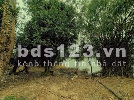 Đất nhà vườn đẹp gần hồ Trị An và rừng Nam Cát Tiên khí hậu mát mẻ