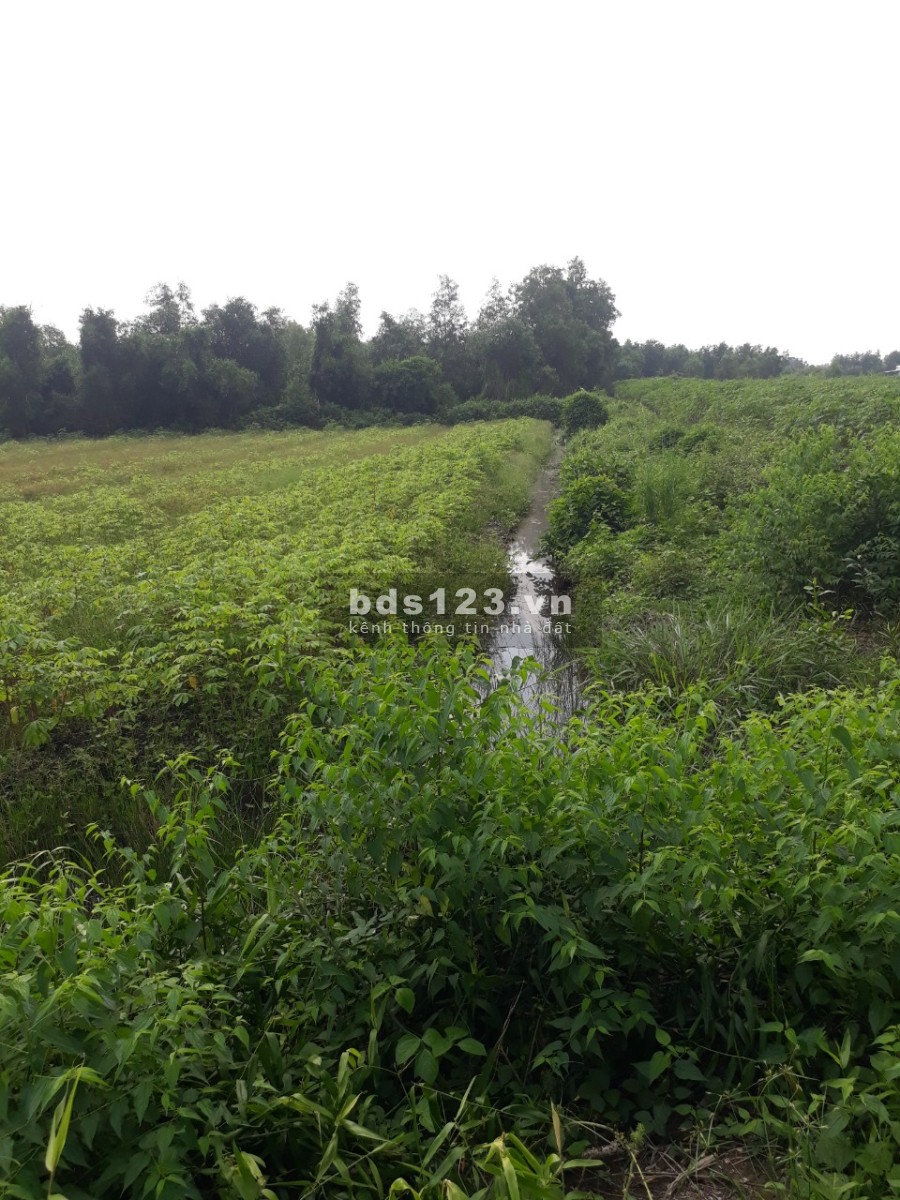 Chính chủ cần bán lô đất đẹp diện tích 13.309m2, Thủ Thừa Long An, giá chỉ 690 triệu