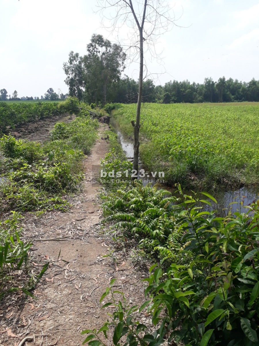 Chính chủ cần bán lô đất đẹp diện tích 13.309m2, Thủ Thừa Long An, giá chỉ 690 triệu