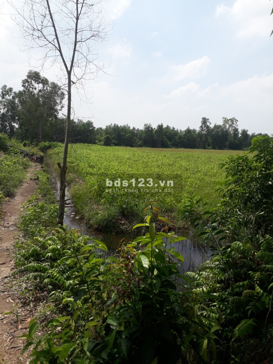 Chính chủ cần bán lô đất đẹp diện tích 13.309m2, Thủ Thừa Long An, giá chỉ 690 triệu
