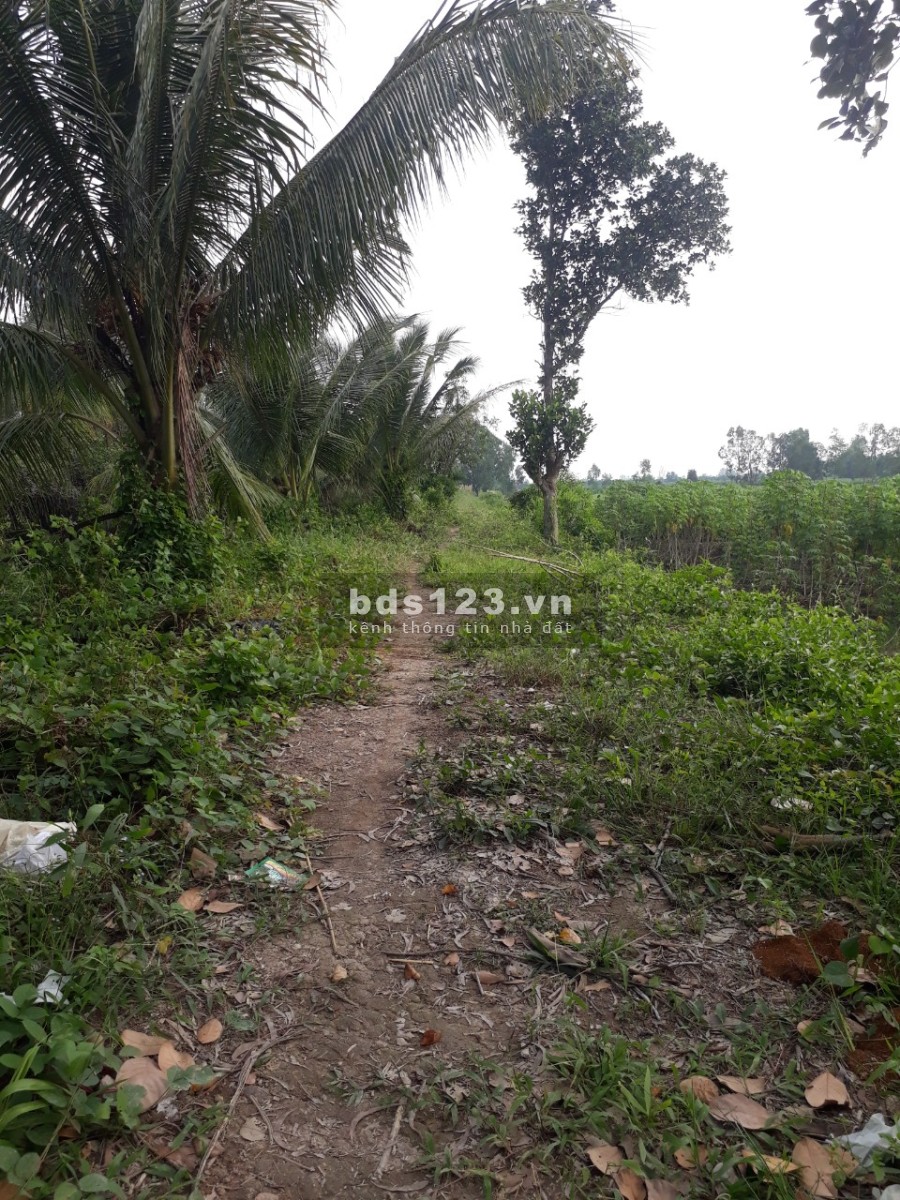 Chính chủ cần bán lô đất đẹp diện tích 13.309m2, Thủ Thừa Long An, giá chỉ 690 triệu