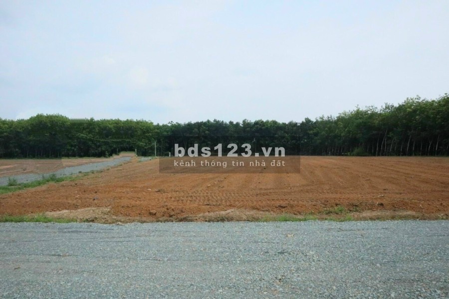 Đất nền 1000m đồng Phú bình Phước sổ sẵn bàn giao sang tên công chứng ngay