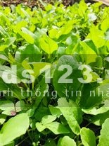 Đất nhà vườn đẹp gần hồ Trị An và rừng Nam Cát Tiên khí hậu mát mẻ