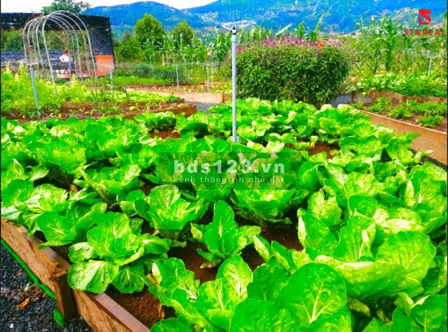 Đất nền biệt thự sổ đỏ tại khu đô thi vệ tinh thành phố Đà Lạt giá bán chỉ 4.5 triệu/m2, sổ sẵn
