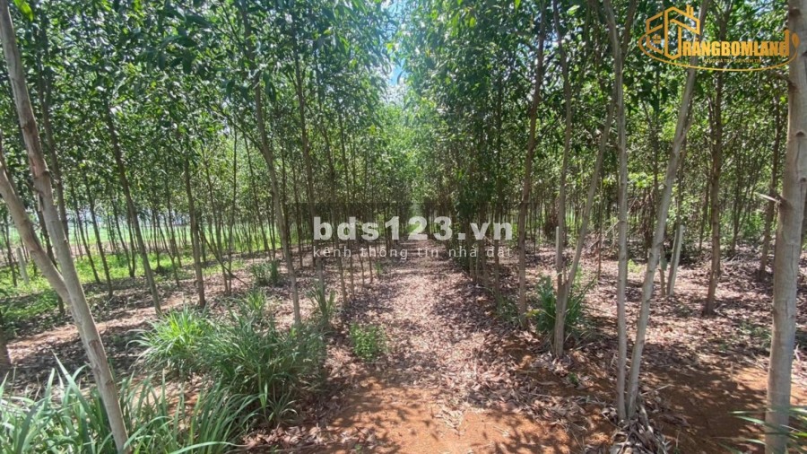 Đất sào xã Hưng Thịnh mặt tiền đường quy hoạch 16m, pháp lý hoàn chỉnh, đã có sổ hồng riêng