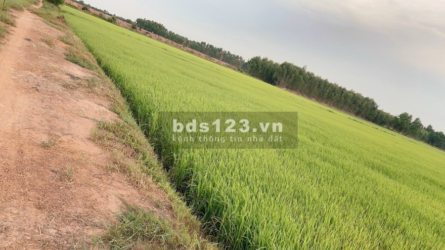Đất lúa 1 công giá bán 280 triệu Đức Huệ Long An pháp lý đầy đủ chính chủ, giá tốt