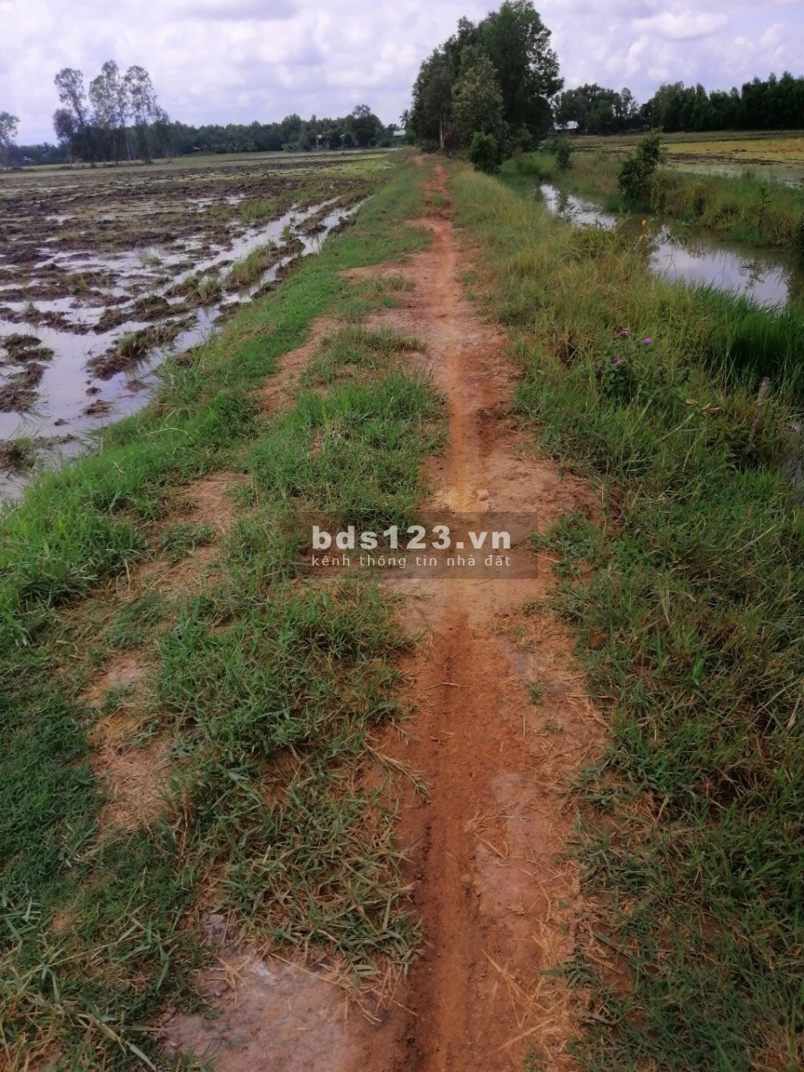 Đất lúa 1 công giá bán 280 triệu Đức Huệ Long An pháp lý đầy đủ chính chủ, giá tốt