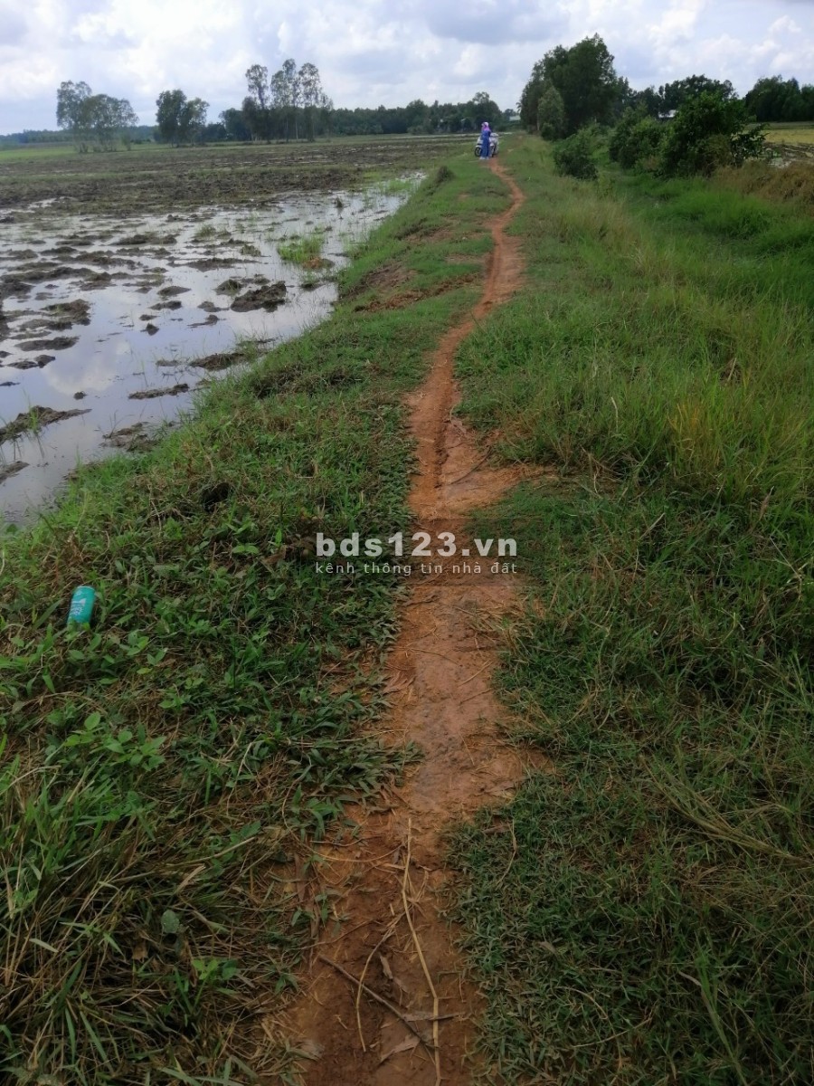 Đất lúa 1 công giá bán 280 triệu Đức Huệ Long An pháp lý đầy đủ chính chủ, giá tốt
