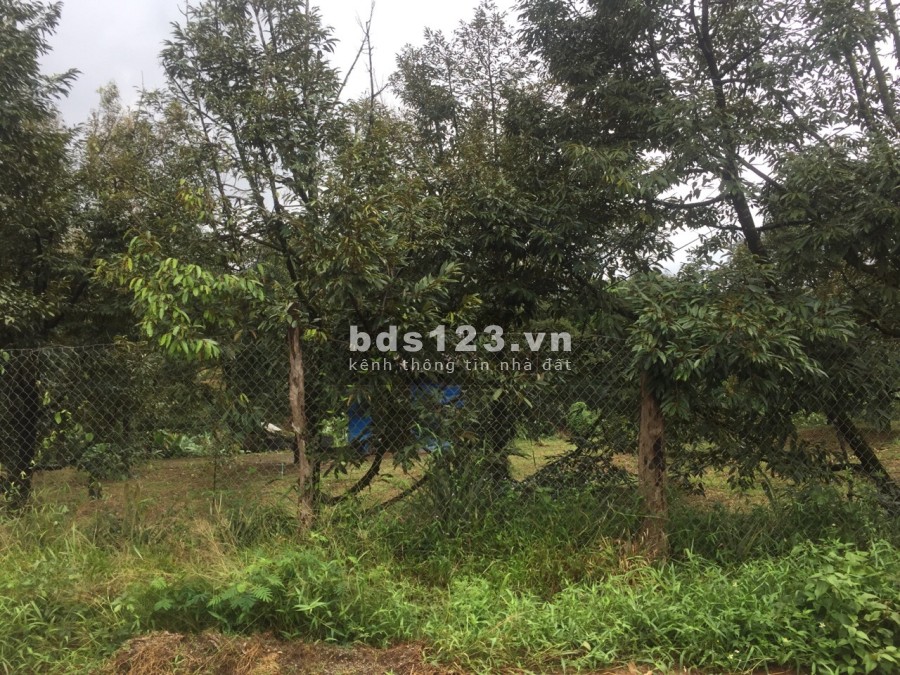 KẸT TIỀN CẦN BÁN GẤP LÔ ĐẤT 3000M TRONG ĐÓ CÓ 400M ĐẤT THỔ CƯ - MADAGUI - LÂM ĐỒNG