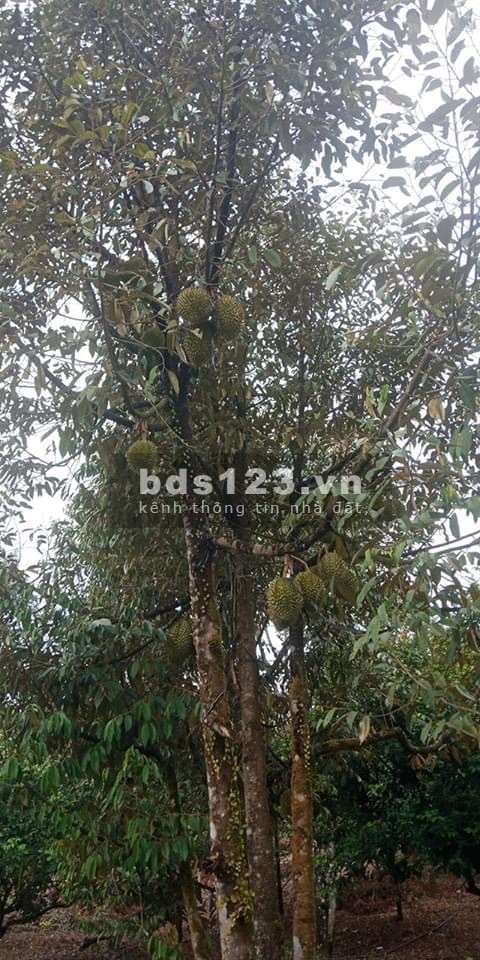 KẸT TIỀN CẦN BÁN GẤP LÔ ĐẤT 3000M TRONG ĐÓ CÓ 400M ĐẤT THỔ CƯ - MADAGUI - LÂM ĐỒNG