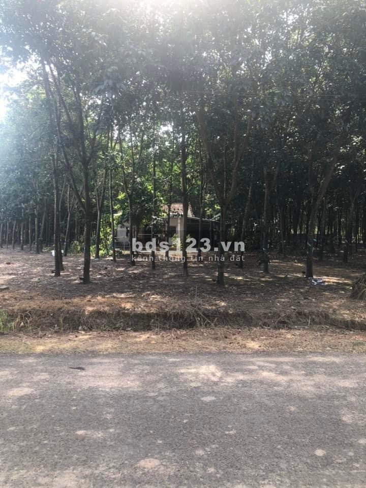 Đất nền Bình Phước đã có sổ hồng, bao sang tên lấy sổ giá đầu tu sinh lời, pháp lý đủ