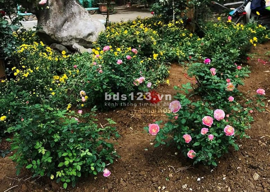 Bán đất Phước Bình xây nhà vườn ngay khu dân cư sầm uất nhất sổ riêng, giá tốt đầu tư