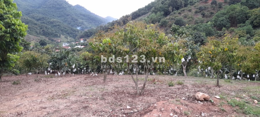 Bán mảnh đât 3000m2 tại Thái Hưng, Mường Sang, Mộc Châu bàn giao đầy đủ giấy tờ pháp lý