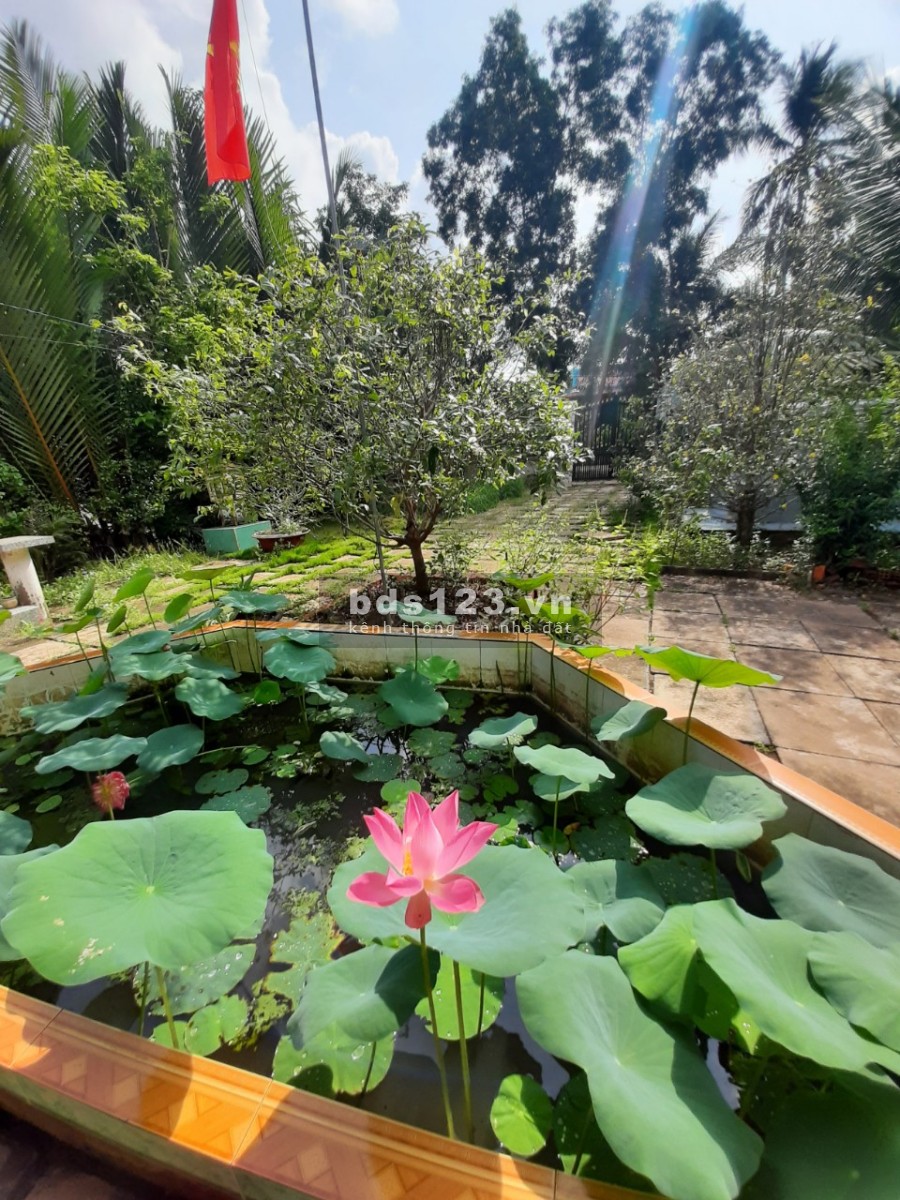 Chính chủ bán gấp trước tết đất tặng nhà mặt tiền lộ bêtông tại xã Sơn Phú, Giồng Trôm, Bến Tre.