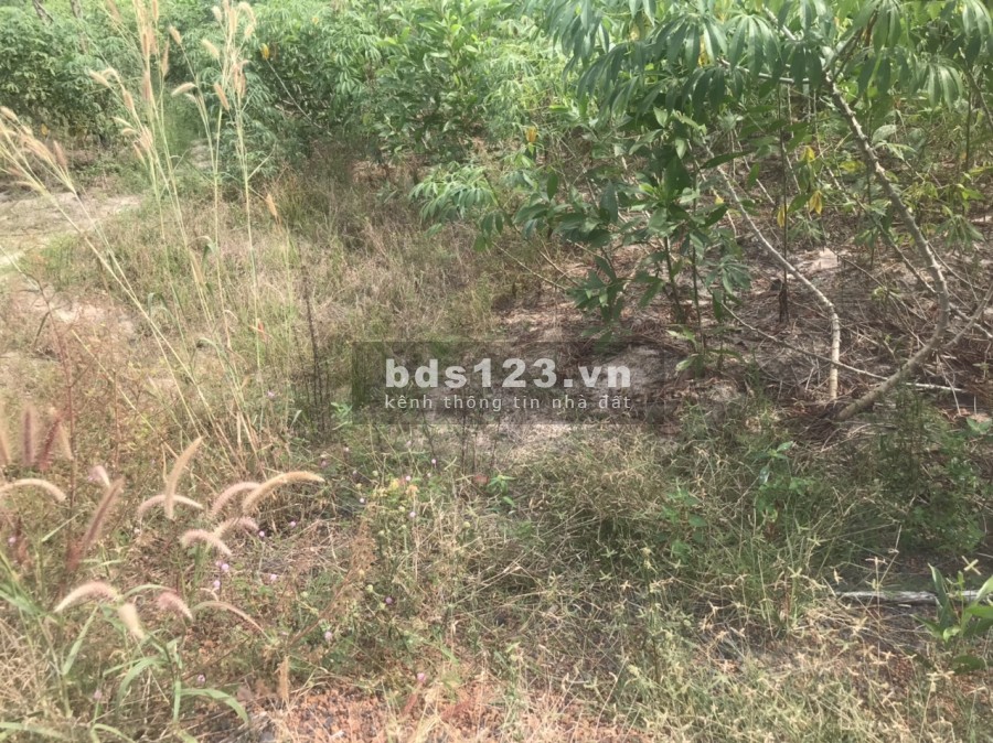 Quỹ đất 1.5ha, mặt tiền đường liên Xã Ninh Xuân, hổ trợ pháp lý tách thửa lh 0906831672