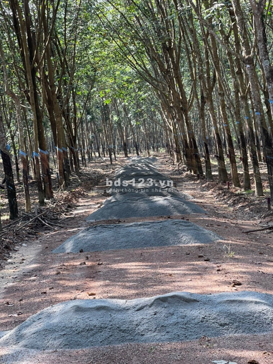 Bán lô đất sào tại Tân Hưng, Đồng Phú, Bình Phước giá tốt đầu tư sinh lời