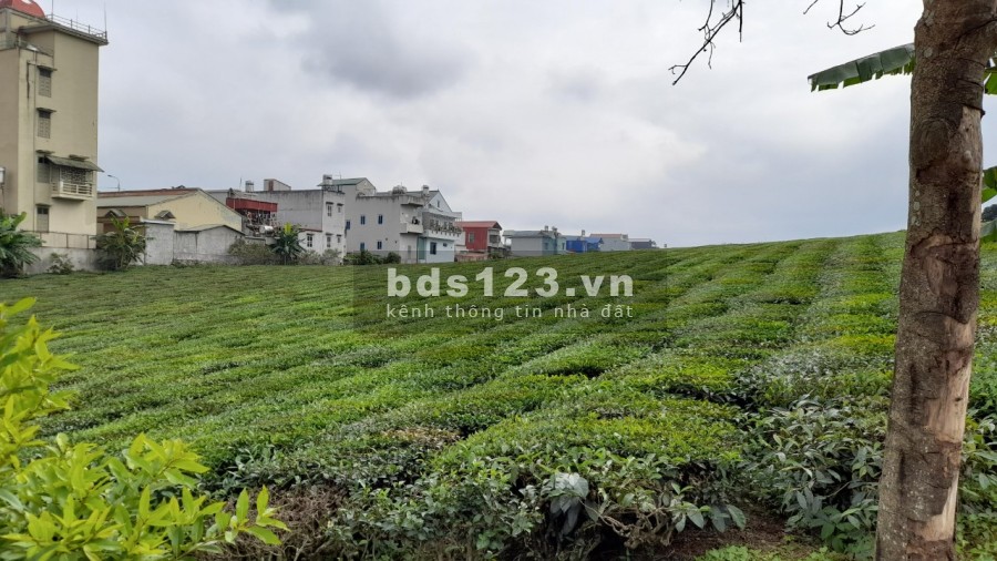 Chính chủ cần bán lô đất trung tâm nông trường Mộc Châu, diện tích 510m2, giá siêu rẻ