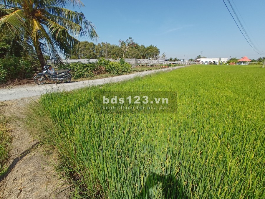 Kẹt tiền cần bán đất long an 5 công đất trống lúa liên hệ xem đất 0389.309.122.
