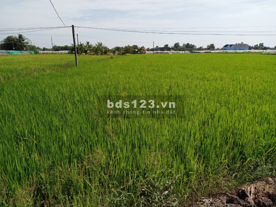Kẹt tiền cần bán đất long an 5 công đất trống lúa liên hệ xem đất 0389.309.122.