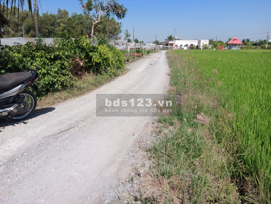 Kẹt tiền cần bán đất long an 5 công đất trống lúa liên hệ xem đất 0389.309.122.
