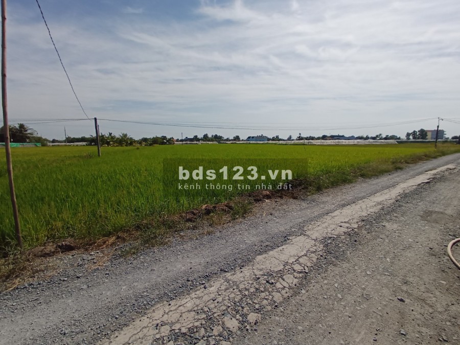 Kẹt tiền cần bán đất long an 5 công đất trống lúa liên hệ xem đất 0389.309.122.