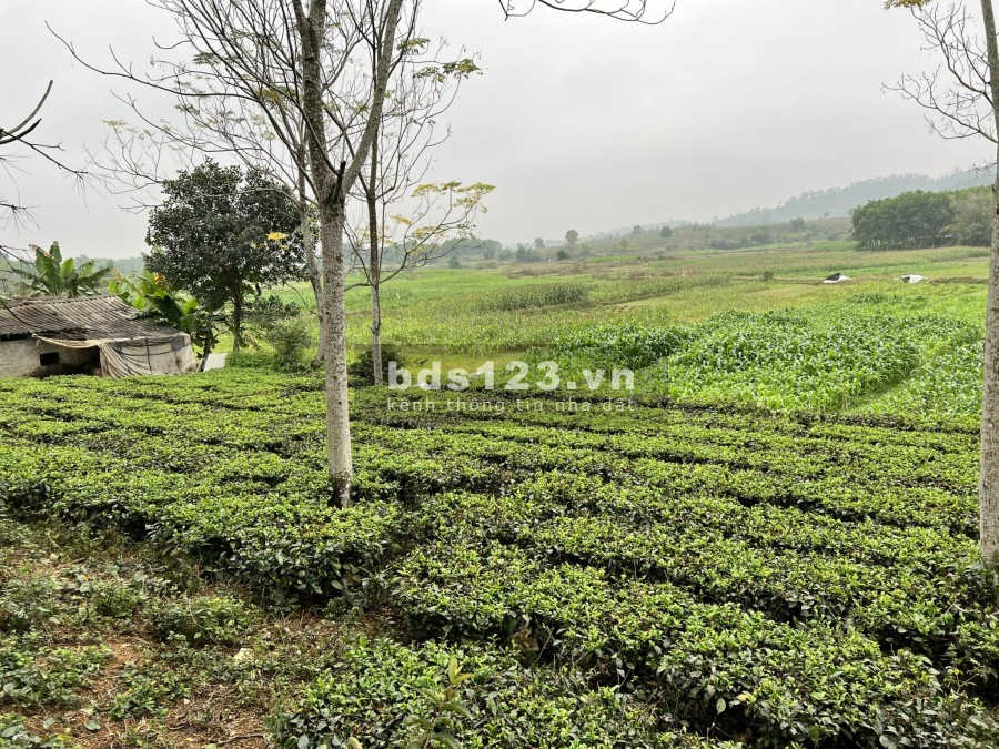 Lô đất nghỉ dưỡng ít tiền tại thôn Chóng, Yên Bài khu dân cư vị trí đắc địa, giá tốt đầu tư