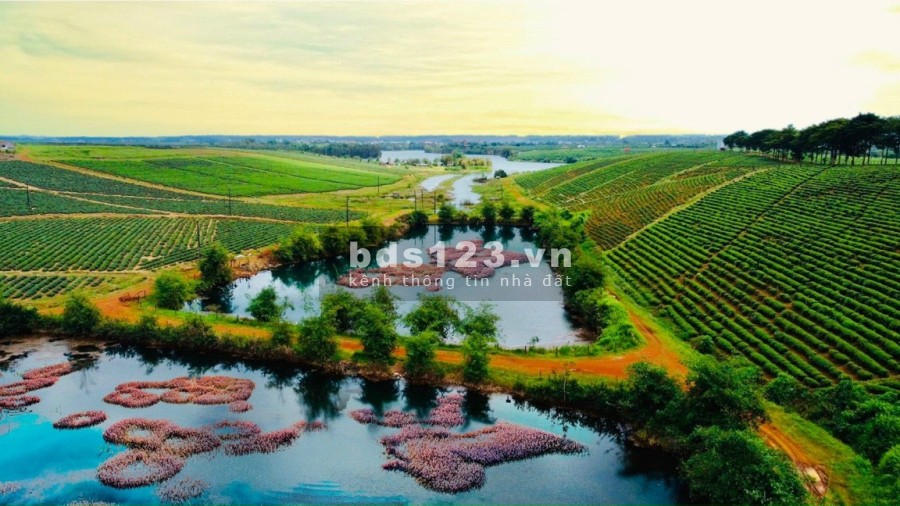 LÔ ĐÂT VIEW TRỰC DIỆN ĐỒI CHÈ, HỒ TẢO HỒNG GIÁ 8TR/M2