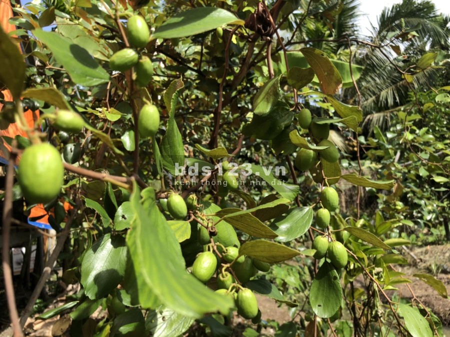 Bán đất vườn tặng căn nhà nhỏ dt gần 400m, thổ cư lên tới 150m, An Sơn, Thuận An, sổ hồng riêng