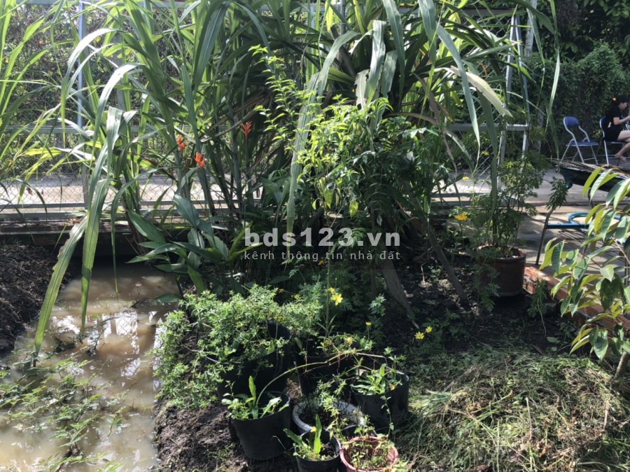 Bán đất vườn tặng căn nhà nhỏ dt gần 400m, thổ cư lên tới 150m, An Sơn, Thuận An, sổ hồng riêng