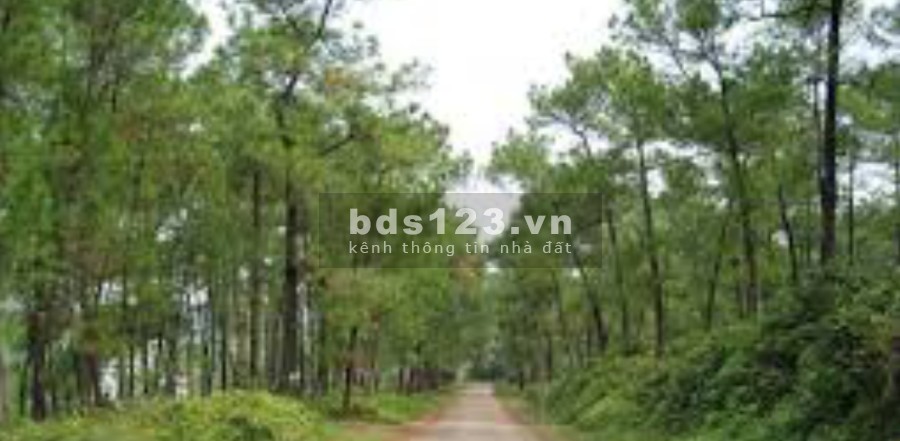 Chính chủ cần tiền bán gấp 6,4ha tại Tiến Xuân liên hệ 0988303298, giá đầu tư sin lời cao
