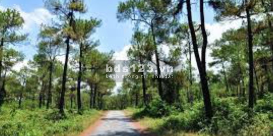 Chính chủ bán nghỉ dưỡng Bãi Dài, Tiến Xuân - Tặng đất liên hệ 0988303298, giá tốt