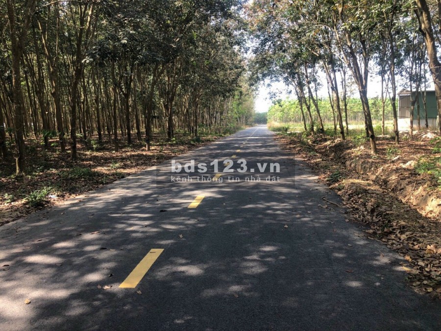 Bán lô đất mt nhựa cách ĐT 749A đúng 400m, dt 20×60m Long Nguyên Bàu Bàng