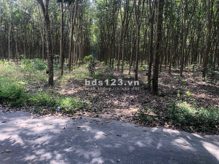 Bán lô đất mt nhựa cách ĐT 749A đúng 400m, dt 20×60m Long Nguyên Bàu Bàng