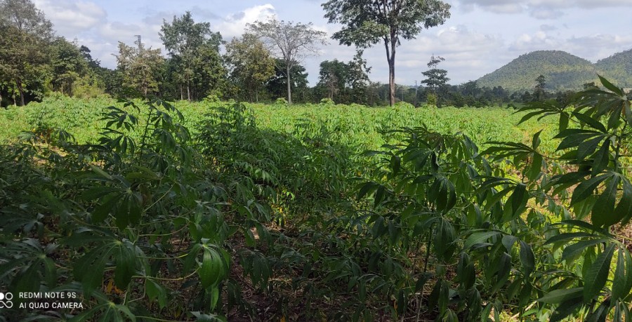 Lô đất đẹp 950 Hecta, hơn 10 km mặt tiền đường tỉnh lộ 1 huyện Buôn Đôn