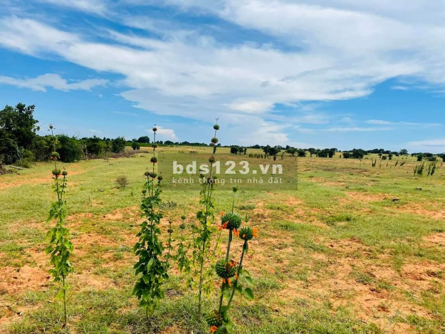 Chính chủ cần bán gấp lô 11.408 m2, Bình Tân – Bắc Bình – Bình Thuận liên hệ 0782335571