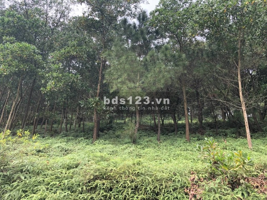 Ô đất lô góc tựa sơn sát thuỷ thích hợp đầu tư nghỉ dưỡng Homestay, giá tốt, pháp lý chuẩn