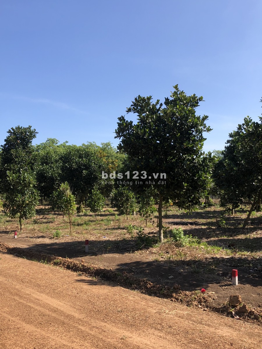 Em còn vài lô đất ở Minh Lập, Chơn Thành liên hệ 0778933830, giá tốt đầu tư sinh lời cao