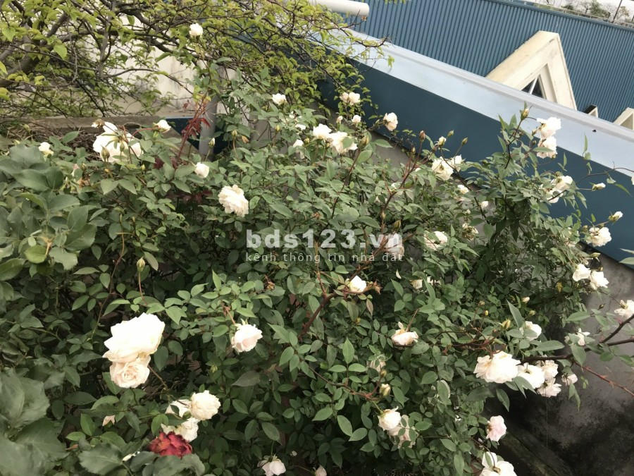Bán căn hộ Duplex chung cư CT2B NAM CƯỜNG, sổ đỏ chính chủ môi trường sống yên tĩnh