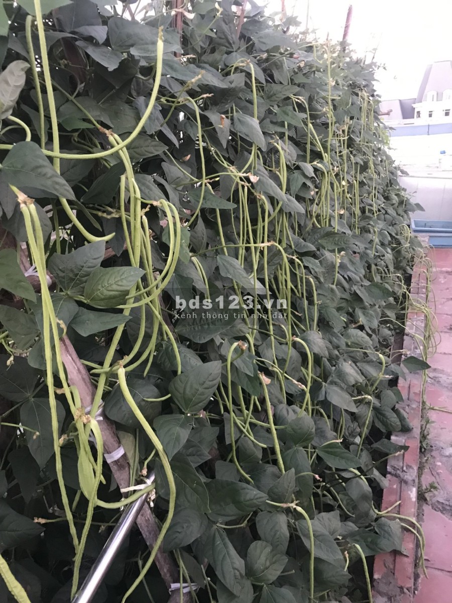 Bán căn hộ Duplex chung cư CT2B NAM CƯỜNG, sổ đỏ chính chủ môi trường sống yên tĩnh