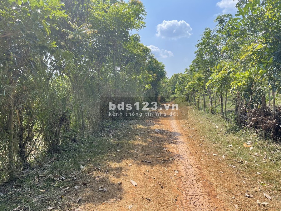 Bán gấp đất bình phước giá rẻ 1000m2, đất sào ngang 12m-13m-16m-17m * dài 77m-88m-99m gần UBND, KDL
