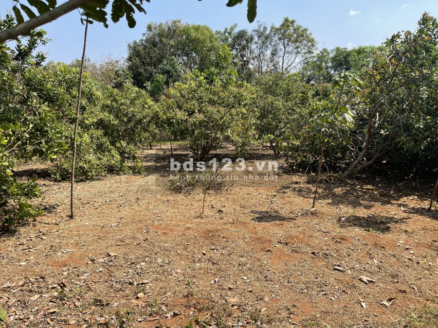 Bán gấp đất bình phước giá rẻ 1000m2, đất sào ngang 12m-13m-16m-17m * dài 77m-88m-99m gần UBND, KDL