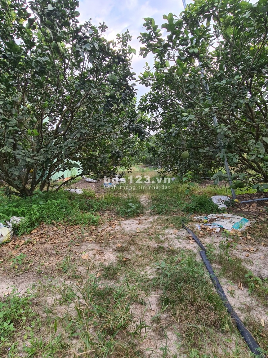 Cần bán 10.000m2 đất thổ cư cạnh khu công nghiệp Vsip 2 Tân Uyên Bình Dương tỉnh lộ ĐT742