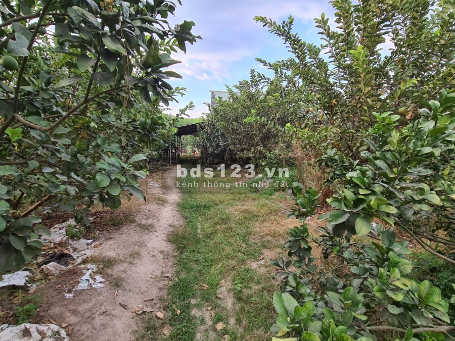 Cần bán 10.000m2 đất thổ cư cạnh khu công nghiệp Vsip 2 Tân Uyên Bình Dương tỉnh lộ ĐT742