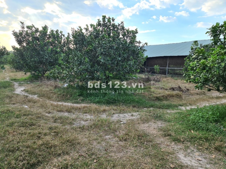 Cần bán 10.000m2 đất thổ cư cạnh khu công nghiệp Vsip 2 Tân Uyên Bình Dương tỉnh lộ ĐT742