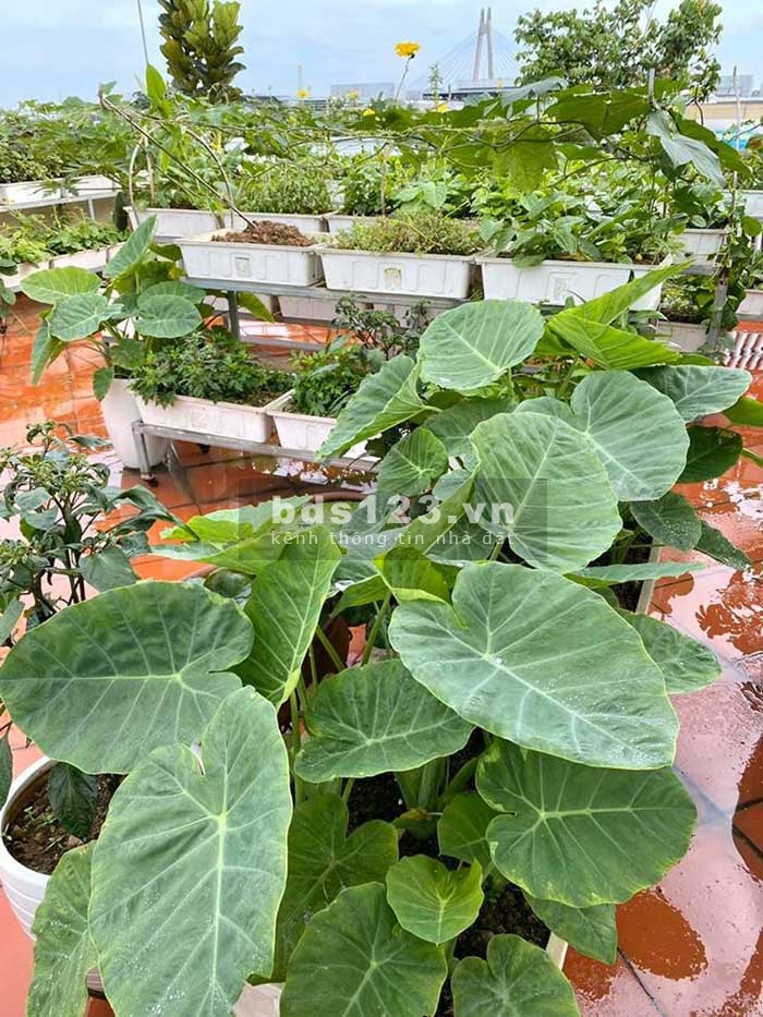Biệt thự diện tích sử dụng 12x25m sở hữu ngay với 1.9 tỷ, sổ hồng riêng, công chứng sang tên ngay