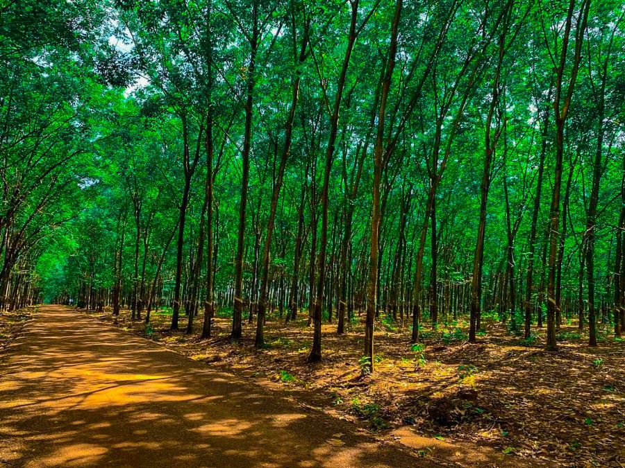 Đất rẫy Đồng Phú ôm chủ - Giá rẻ đầu tư - Điện nước đầy đủ liên hệ 0938568026