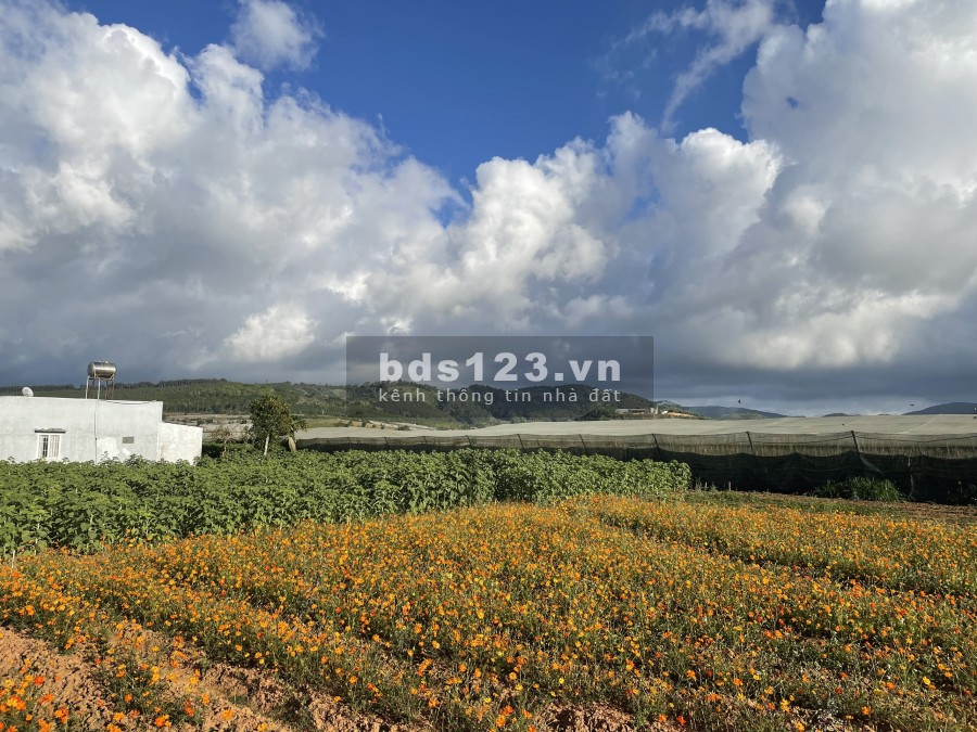 BĐS Vùng Ven Đà Lạt xã Ka Đô, Đơn Dương diện tích 5x35m2 Giá F0 610 triệu, sổ riêng
