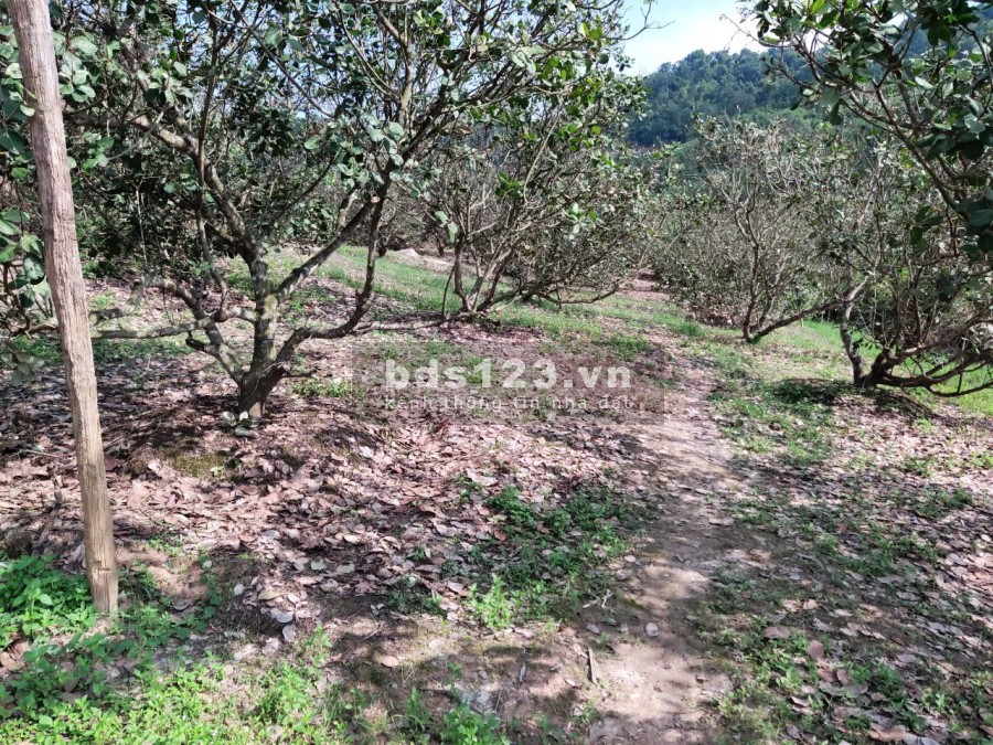 Bán đất vườn giá rẻ có 400m2 thổ cư, pháp lý chính chủ, bàn giao công chứng sang tên ngay