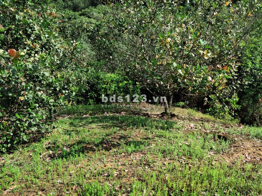 Bán đất vườn giá rẻ có 400m2 thổ cư, pháp lý chính chủ, bàn giao công chứng sang tên ngay